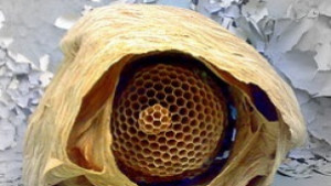 Внимание стършели