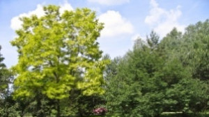 Барбекюта на Лаута