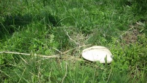 Трети фестивал на гъбата ще се проведе в Красен