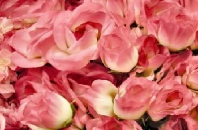 В Карлово отбелязват Празник на розата с розобер, дегустации и кукери
