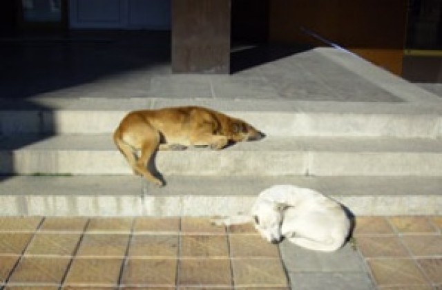 500 лв. глоба за ухапан от домашно куче гласуваха съветниците в Добрич