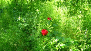 Предлагат разширяване на защитена местност в Силистренско заради находище на