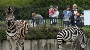 Предлагат повисоки цени на билети за зоопарка