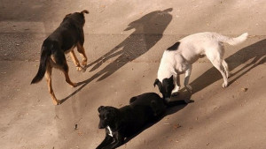 През юли започва строежът на нов приют за 1000 бездомни