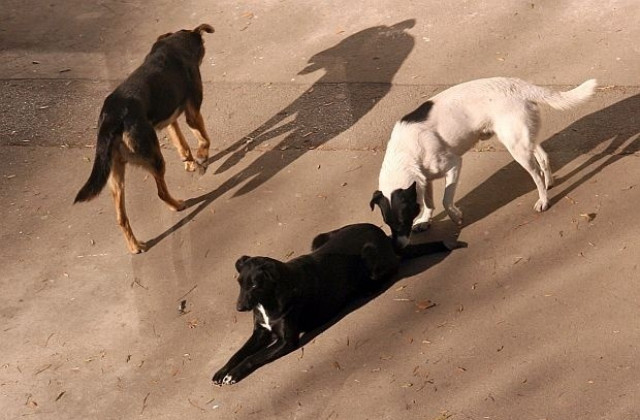 През юли започва строежът на нов приют за 1000 бездомни кучета