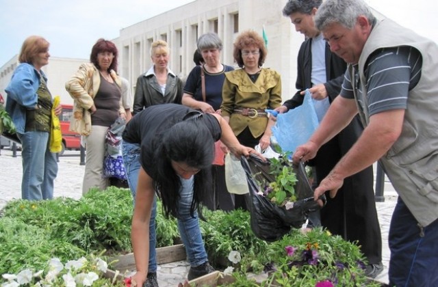 Раздадоха 15 000 стръка цветя на горнооряховци