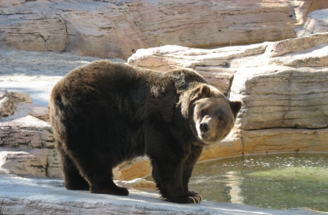 Горски инспектори спасиха мечка от бракониери