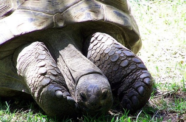Пускат 60-годишна костенурка на свобода заради юбилея на Елизабет Втора