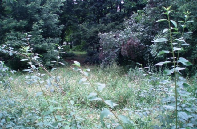 Ще пръскат срещу комари на 8 юни