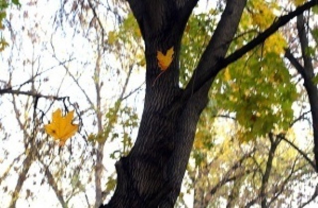 Санитарна сеч променя движението през уикенда