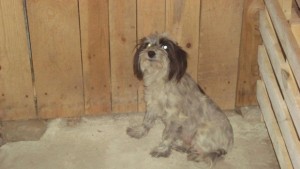 Пълнят приюта в Каменар с кръвожадни булонки