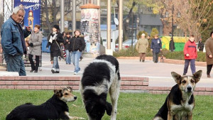 Съдът решава агресивни ли са кучетата от Малинова долина в