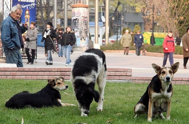 Съдът решава агресивни ли са кучетата от „Малинова долина“ в София
