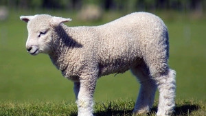 Даряват конфискувани агнета на старческите домове в Силистренско