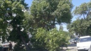 Паднал клон скъса жиците на тролеите по бул Сливница