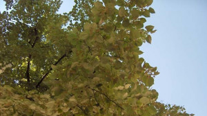 Брането на липов цвят само с разрешително