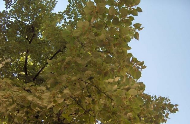 Брането на липов цвят - само с разрешително