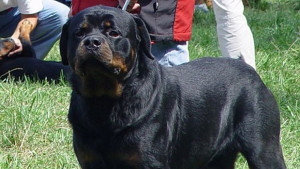 Представят електронния регистър за домашните кучета