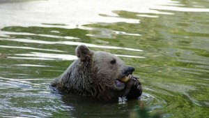 Водопади ще разхлаждат мечките в Парка край Белица