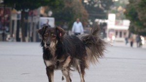 Изграждат близо 20 площадки за разходка на кучета