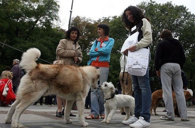 Домашните кучета от Велико Търново на разходка с повод и бележка за платена такса