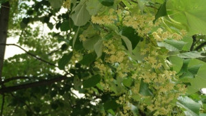 Ограничения за брането на липов цвят