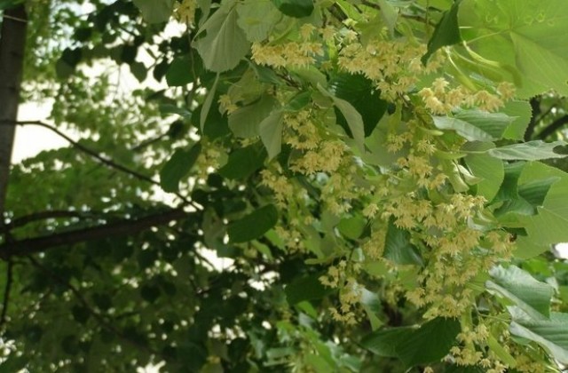 Ограничения за брането на липов цвят