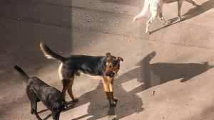 Две неправителствени организации ще строят приюти за кучета в София