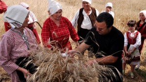 Диво жито лимец ще жънат в Крайдунавска Добруджа