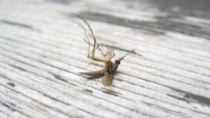 Комарите са се увеличи пръскат по два пъти за тях