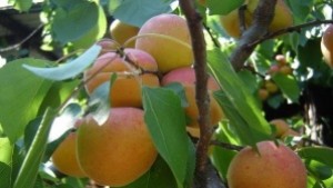 В Силистренско започна беритбата на кайсии от ранните сортове