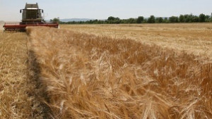 Зажънаха ечемика в Силистренско