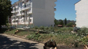 Заради ремонт Общината в Казанлък сече 63 липи