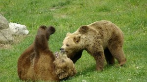 Социалисти стават родители на мече