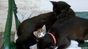 Спасителна операция за котешко семейство