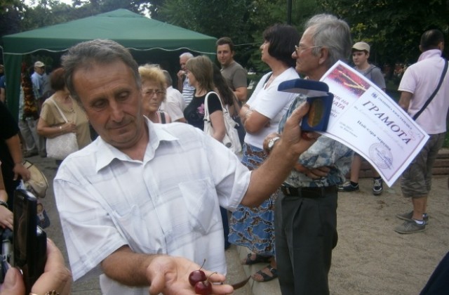 Най-едрата череша е от градината, където стана черешовото убийство в Шишковци