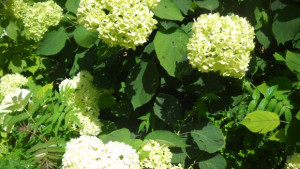 С Еньовденски ритуали приключва Фестивалът на розата традициите и изкуствата