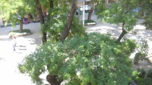 Режат клони и днес