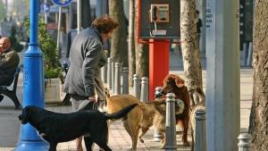 Човекът превръща кучето в псе