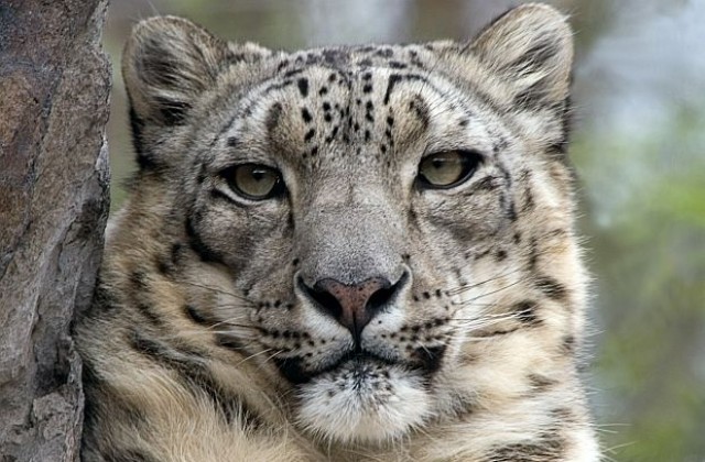 Три снежни леопардчета се родиха в чешки зоопарк