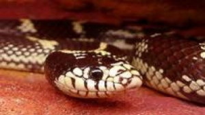 Полицаи спасиха заклещено дете и гониха змии