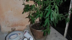 Хванаха младеж отглеждал дрога в дома си