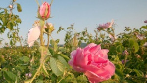 Посещенията на чужденци у нас са намалели през май на
