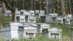 Произвеждаме над 1200 тона биомед годишно повечето е за износ
