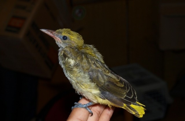 Експерти на РИОСВ-Плевен спасиха ранена авлига