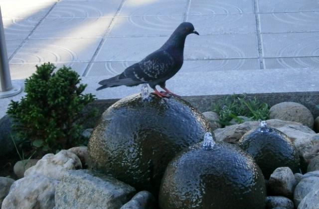 Слънчево до обяд, заоблачаване след обяд