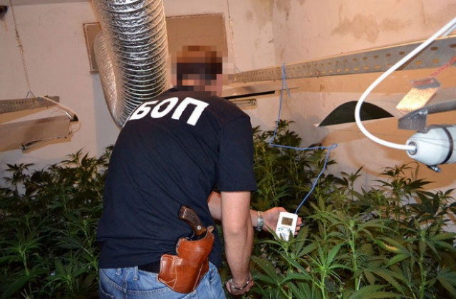 Задържаха петима за наркопроизводство