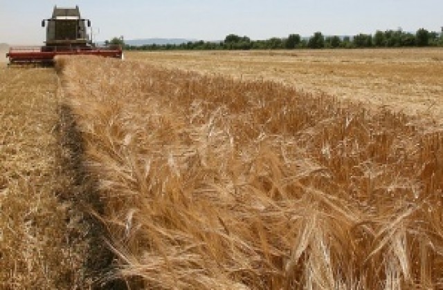 Засега в Силистренско прибират добра реколта от пшеница и ечемик