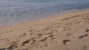 Мазутен разлив изцапа плажа в Шкорпиловци