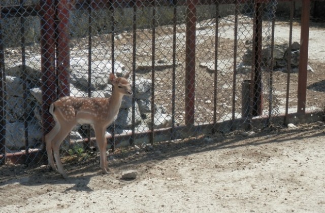 Зоокътът в Павликени се сдоби с Бамби, прасенца  и лисичета